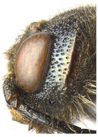   Sirex behrensii  female gena; photo by H. Goulet, CNC 
